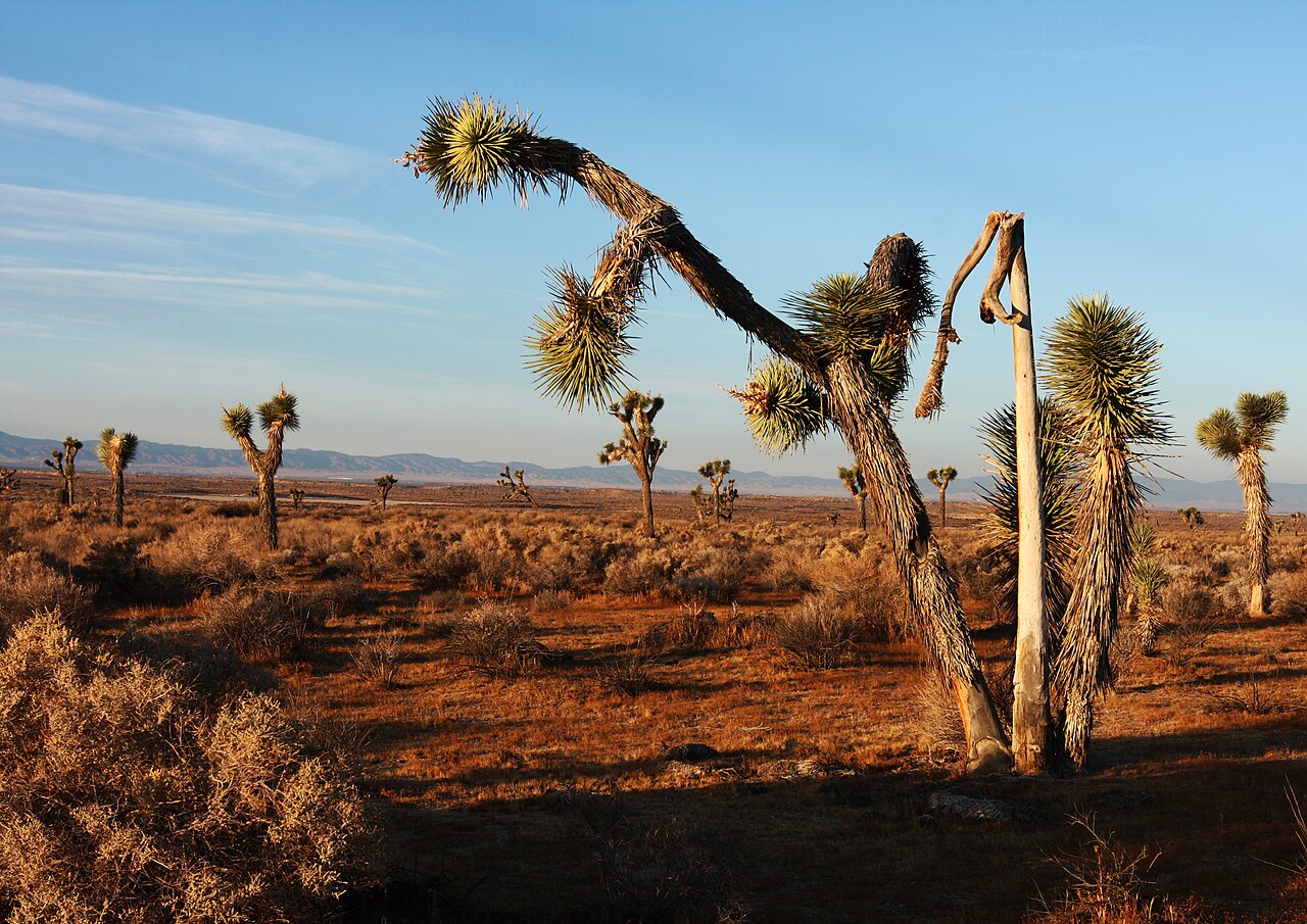 Mojave Wasteland